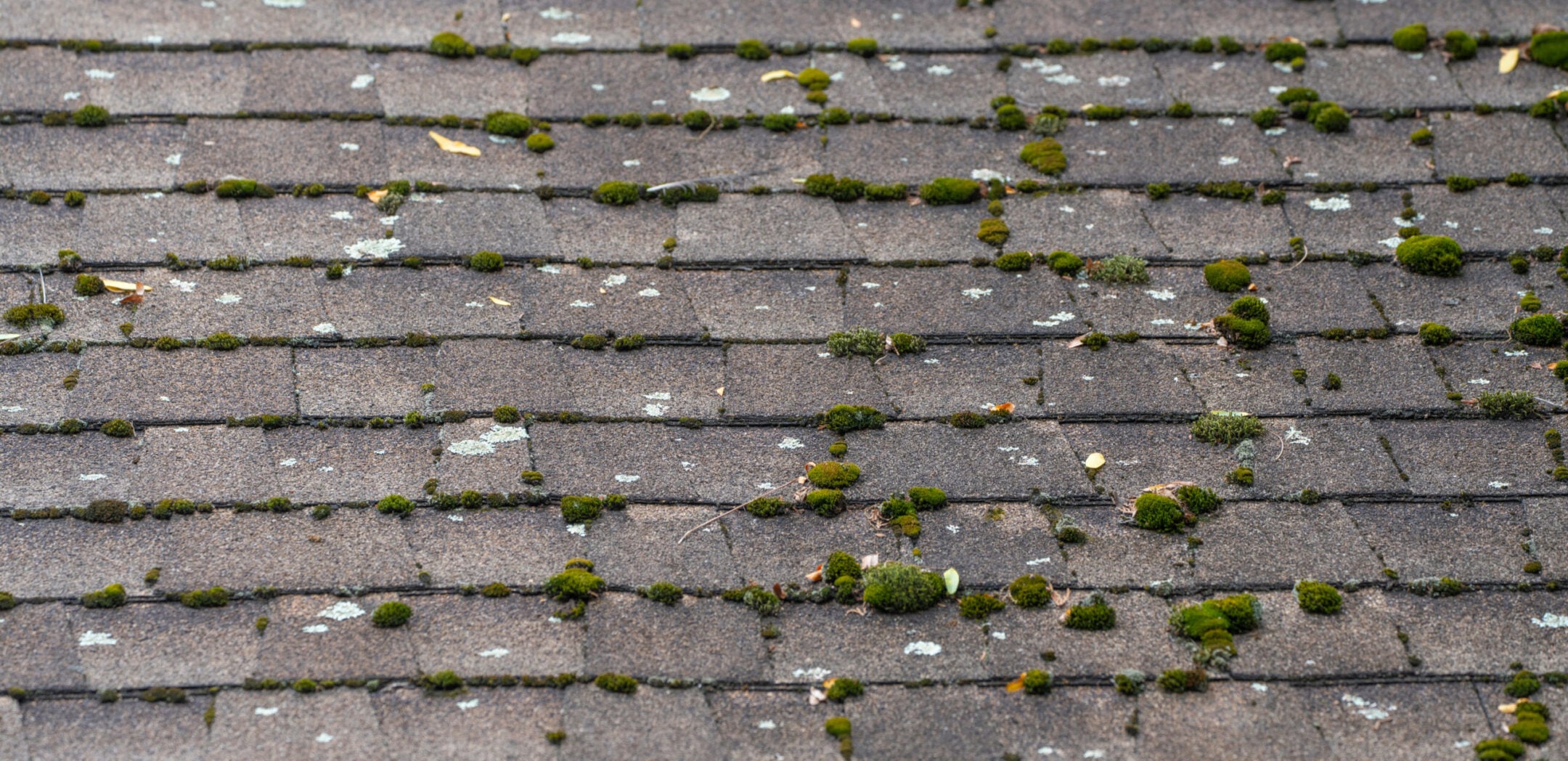 dirty house roof shingle