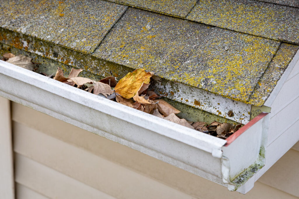 Roof gutter with mold and mildew and full of leaves. 