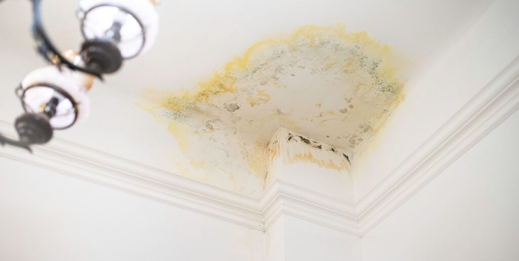Early Stage Mold on Ceiling From Roof Leak